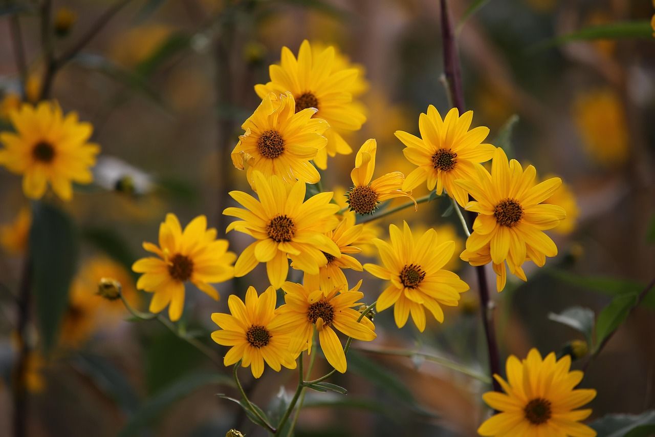 Arnica
