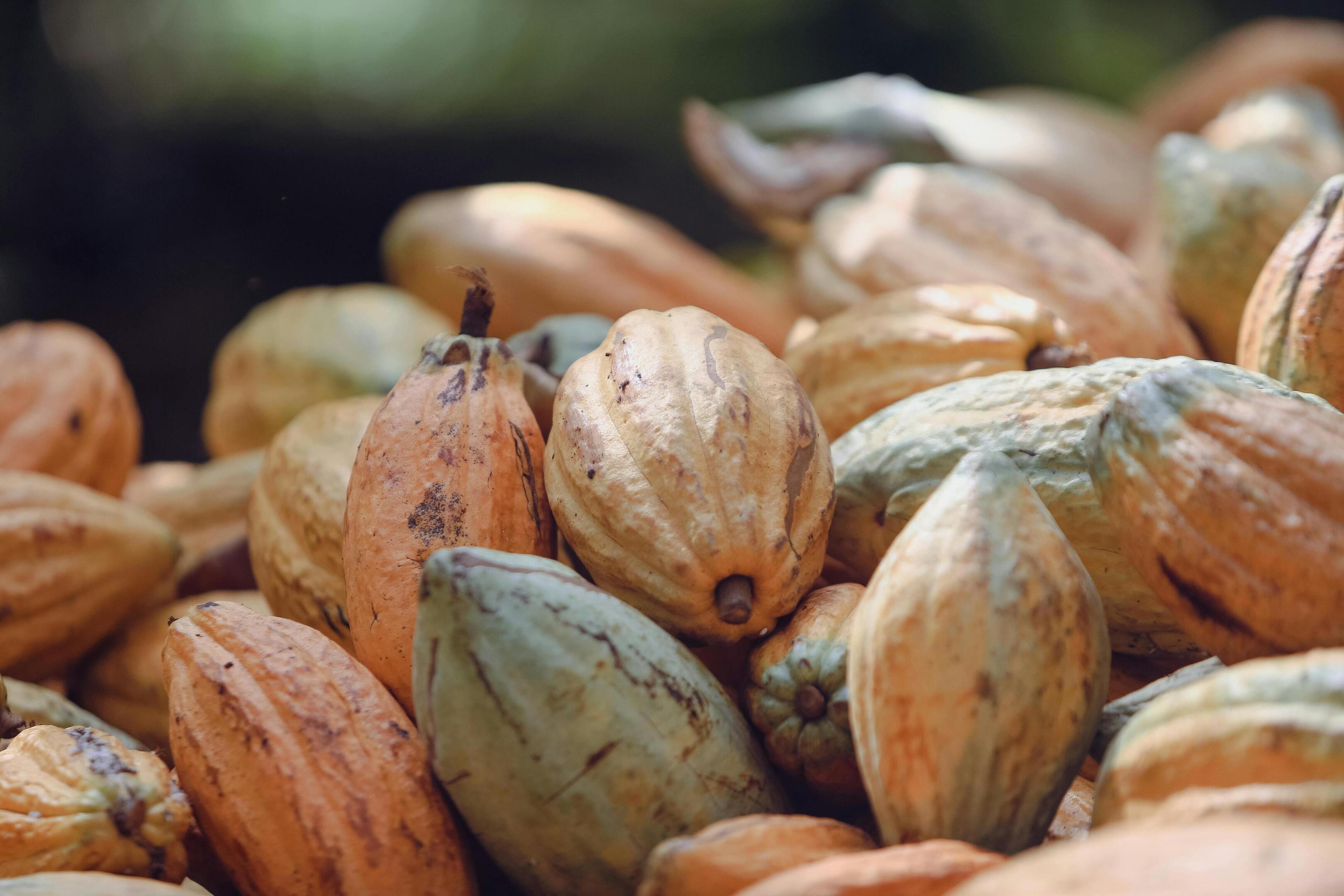 Cacao