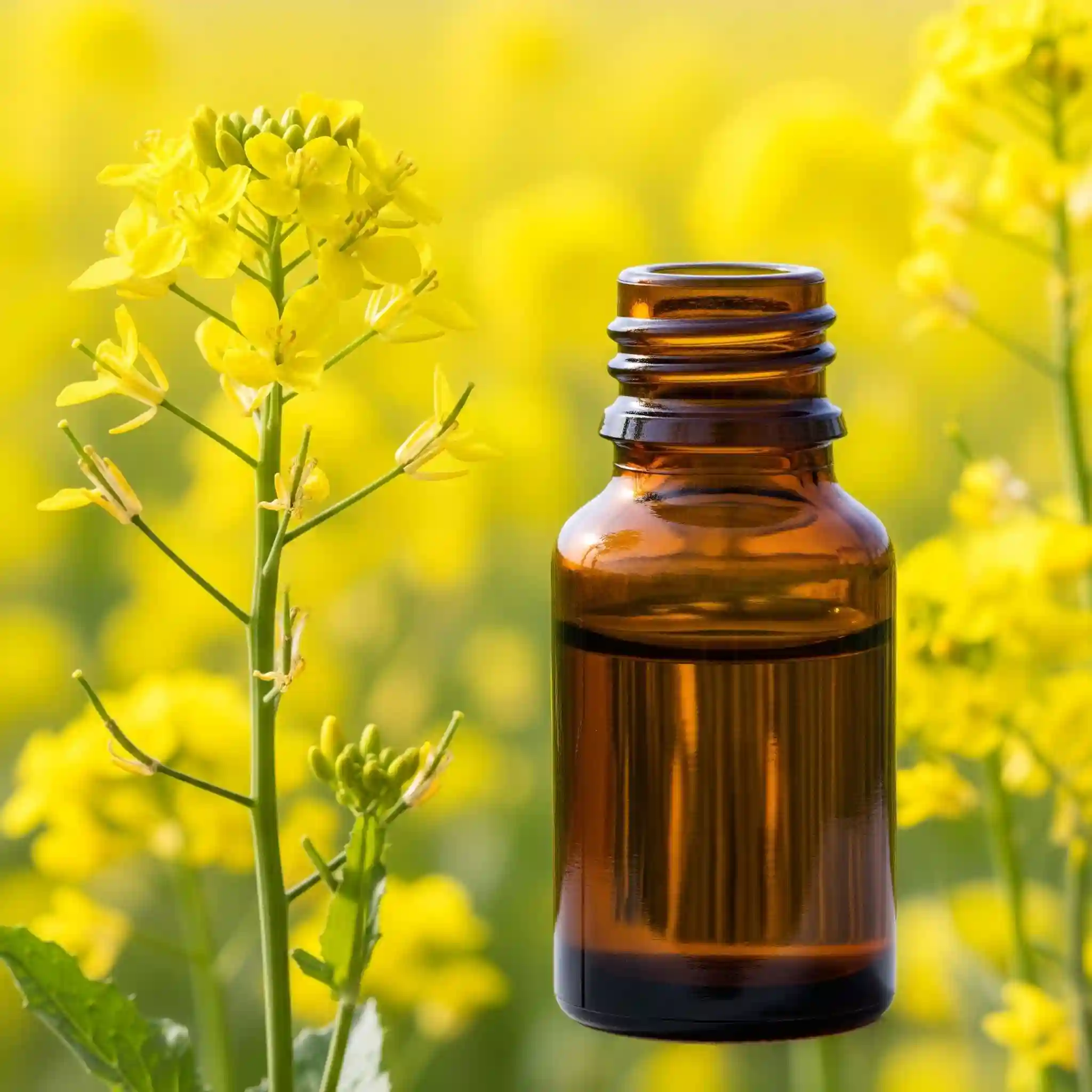 Huile de moutarde bio