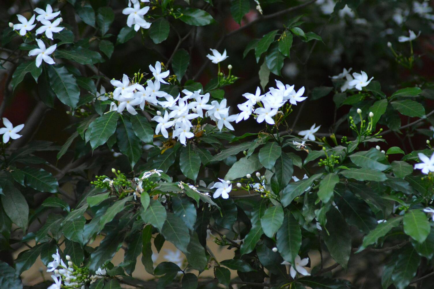 Jasmin