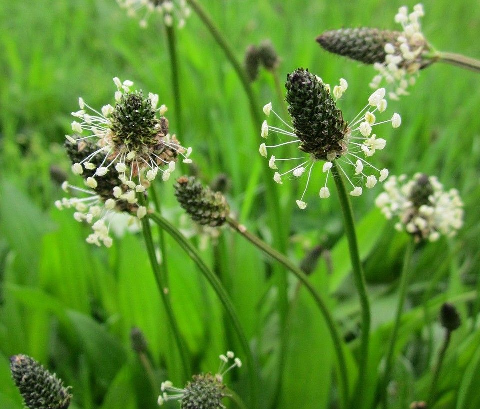Plantain