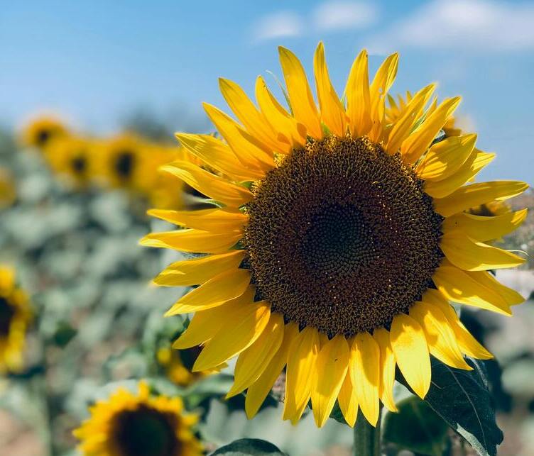 Huile de graines de tournesol